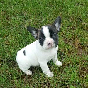 Meet your Posher, Alice